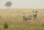 Svensk savann