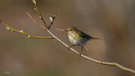 Lövsångare / Willow Warbler