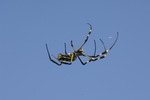 Vacker spindel i Sydafrika