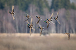 Gräsands flock