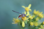 Blomfluga i rörelse