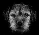 Borderterrier Ozzy