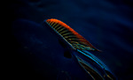 Grayling Fin in fading lights 3