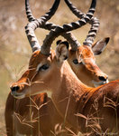 Portr&auml;tt p&aring; impala