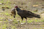 kalkonkondor, Cathartes aura