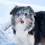 Sn&ouml; &auml;r h&auml;rligt husse!