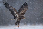 Havs&ouml;rn (Haliaeetus albicilla) 196-15