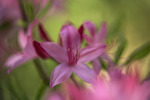 Azalea