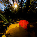 Asp Med Gult Och R&ouml;tt