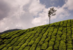 Boh tea estate, Malaysia