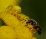 Blomkrabbspindel attackerar ett solitärbi
