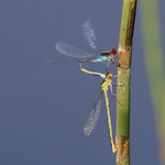 St&ouml;rre r&ouml;d&ouml;gonflicksl&auml;ndor