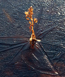 Gyllene v&auml;xt i en frusen stj&auml;rna