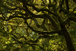 Tomales bay park