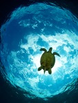 Sköldpadda i siluett mot solen i Filippinerna
