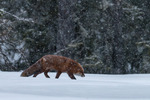 Räv i snö