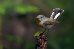 Mindre flugsnappare