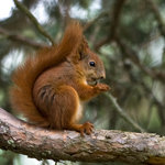 Nyfiken och or&auml;dd ekorre