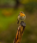 Blir jag bra s&aring; h&auml;r?