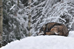 Gråben sover middag