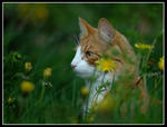 Katten Bosse