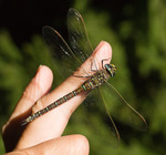 Sl&auml;nda p&aring; fingret