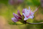 Azalea