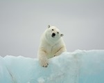 Isbjörn på Vitön (Svalbard) augusti 2018