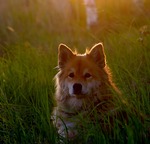 Ljuvliga sommarkv&auml;llar.