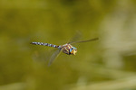 Flygkonstnären i naturen Trollsländan fångad i ett vingslag.