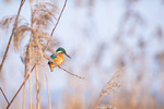 Mr Kingfisher