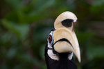 Hornbill with an attitude