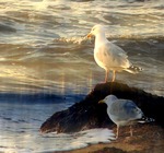 Trutar i v&aring;rsol