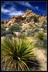 Mojave Yucca II