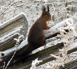 Winter squirrel