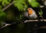 Rödhake (Erithaeus rubecula)