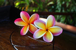 Frangipani