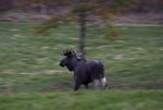 Run moose run...