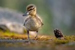 Svensk mini natur