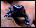 Dendrobates auratus