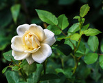Den vita rosen