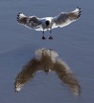 Skrattm&aring;s landar p&aring; Str&auml;ngn&auml;sfj&auml;rdens is