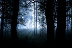 Dark Forest