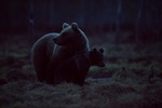 Natt i björnland