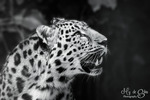 Leopard i närbild
