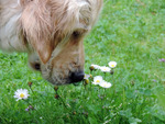 luktar på blommorna