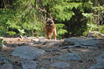 Doglas-på-sommarpromenad-i-skogen-2007