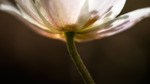 Wood anemone - 'the dark side'