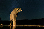 Elefantmöte i natten!