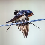 Ladusvala i startblocken